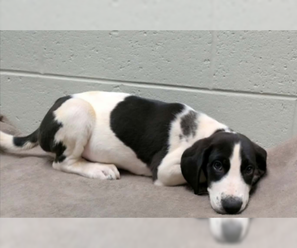 Medium Photo #3 Collie-Labrador Retriever Mix Puppy For Sale in SHERBURNE, NY, USA