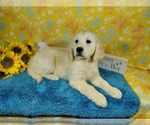 Small Photo #60 English Cream Golden Retriever Puppy For Sale in PEYTON, CO, USA