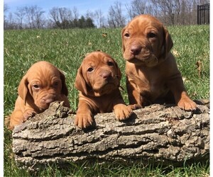 Vizsla Puppy for sale in MORROW, OH, USA