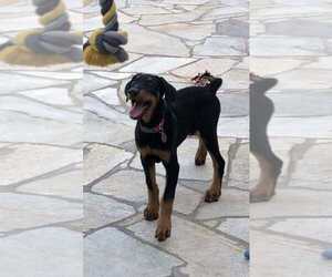 Doberman Pinscher Puppy for sale in ARLETA, CA, USA