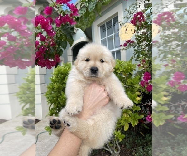 Medium Photo #10 Golden Retriever Puppy For Sale in WEST PALM BEACH, FL, USA