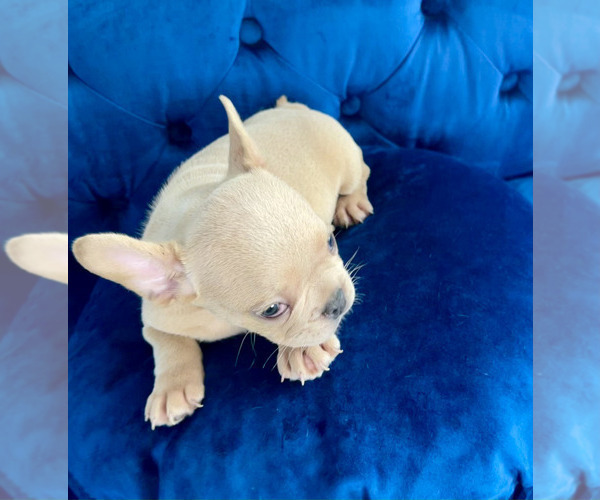 Medium Photo #20 French Bulldog Puppy For Sale in SCREVEN, GA, USA