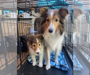 Shetland Sheepdog Puppy for sale in CHESAPEAKE, VA, USA