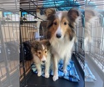 Image preview for Ad Listing. Nickname: Litter of 3