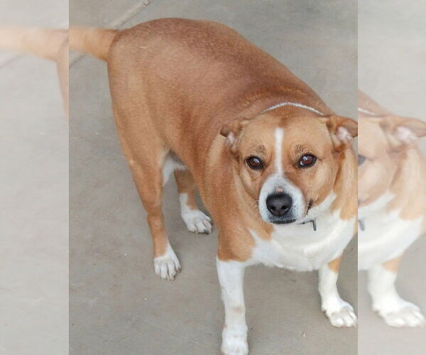 Medium Photo #4 Cojack Puppy For Sale in San Bernardino, CA, USA