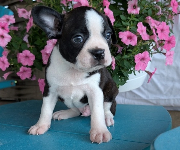 Medium Photo #41 Boston Terrier Puppy For Sale in GOSHEN, IN, USA