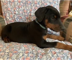 Medium Doberman Pinscher