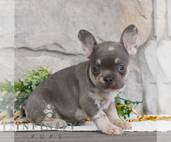 Medium Photo #2 French Bulldog Puppy For Sale in NARVON, PA, USA
