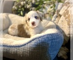 Small #1 Australian Shepherd