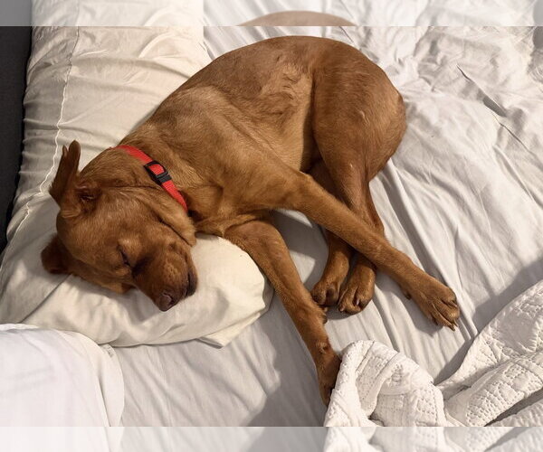 Medium Photo #4 Labrador Retriever-Unknown Mix Puppy For Sale in Ball Ground, GA, USA