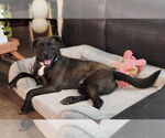 Small #8 Labrador Retriever Mix