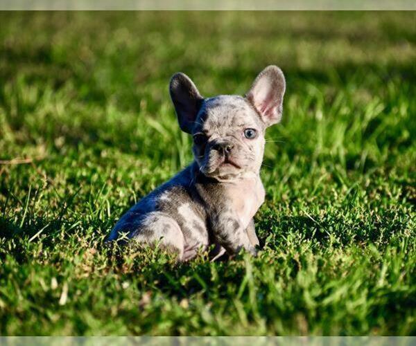 Medium Photo #1 French Bulldog Puppy For Sale in DACULA, GA, USA