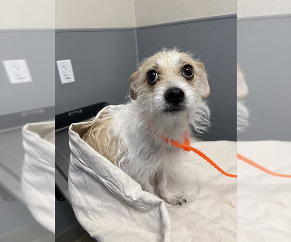 Medium Photo #1 Mutt Puppy For Sale in Las Vegas, NV, USA