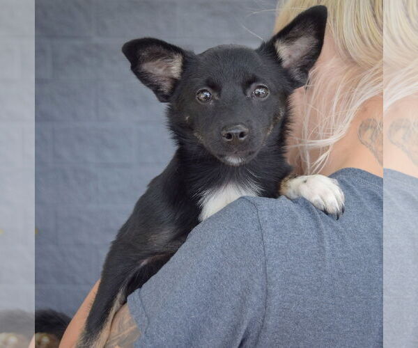 Medium Photo #5 Corillon Puppy For Sale in Huntley, IL, USA