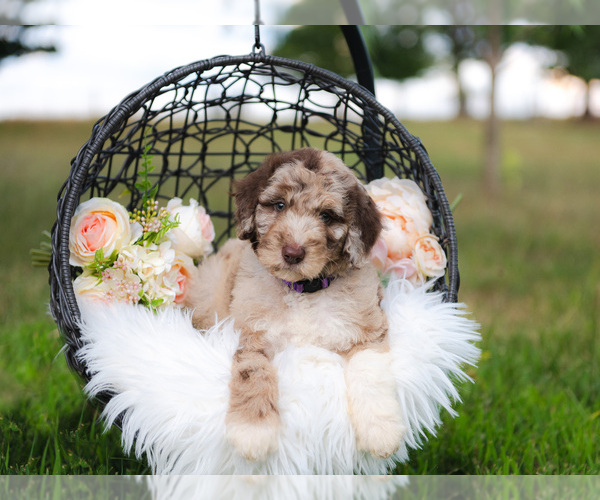 Medium Photo #1 Aussiedoodle Puppy For Sale in STRAFFORD, MO, USA