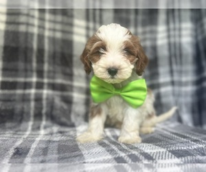 Cavapoo Puppy for sale in LAKELAND, FL, USA