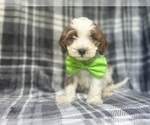 Small Cavapoo