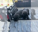 Puppy Puppy 2 Newfoundland