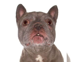 Medium French Bulldog Mix