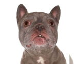 Small French Bulldog Mix