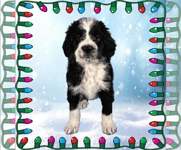 Medium Photo #1 Bernedoodle Puppy For Sale in BLACK FOREST, CO, USA