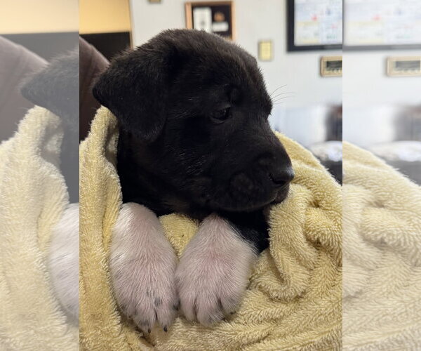 Medium Photo #14 Mutt Puppy For Sale in Sanford, FL, USA