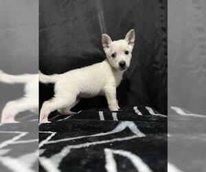 German Shepherd Dog-Unknown Mix Dogs for adoption in San Antonio, TX, USA