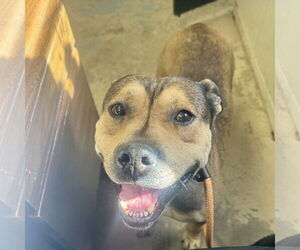 American Staffordshire Terrier Dogs for adoption in Sparta, TN, USA