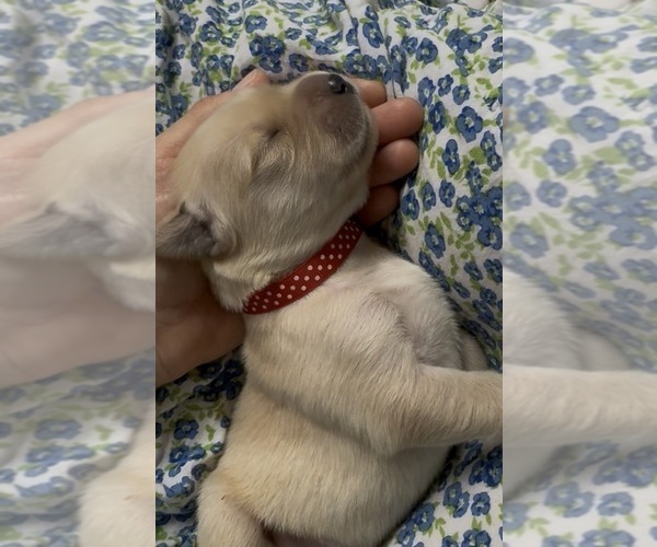 Medium Photo #5 Golden Retriever Puppy For Sale in FREMONT, OH, USA