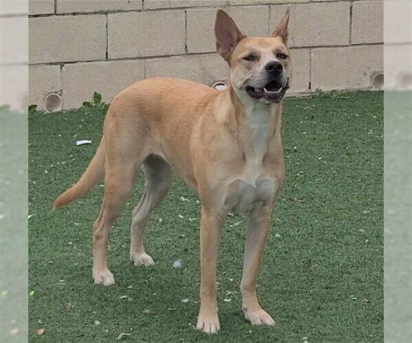 Medium Photo #15 Akita-Unknown Mix Puppy For Sale in McKinney, TX, USA