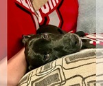 Small #1 Labrador Retriever Mix