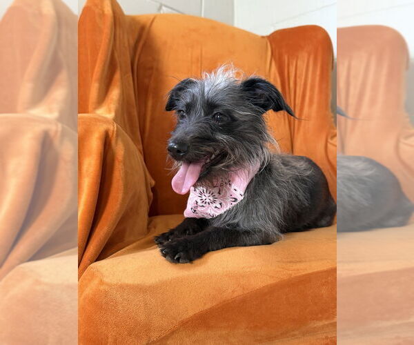 Medium Photo #3 Mutt Puppy For Sale in San Leon, TX, USA