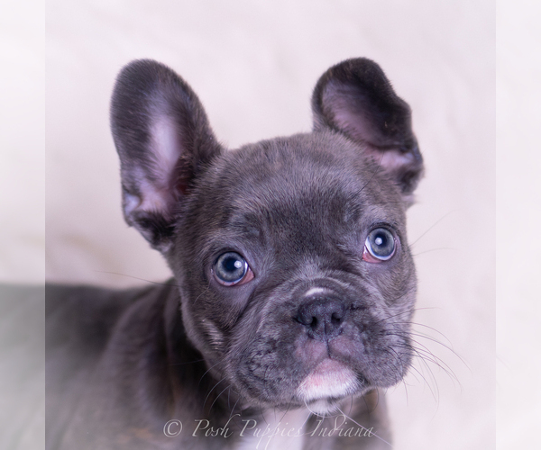 Medium Photo #40 French Bulldog Puppy For Sale in WARSAW, IN, USA