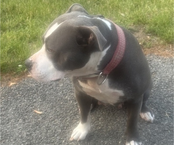 Medium Photo #17 American Bully Puppy For Sale in LAKE STATION, IN, USA
