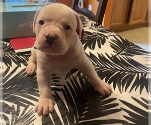 American Bulldog Puppy for sale in SCHENECTADY, NY, USA