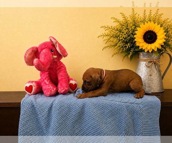 Medium Photo #13 Rhodesian Ridgeback Puppy For Sale in MADISON, GA, USA