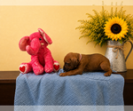 Small #12 Rhodesian Ridgeback