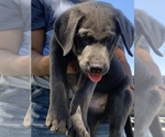 Small Photo #8 Labrador Retriever Puppy For Sale in HENDERSON, NV, USA