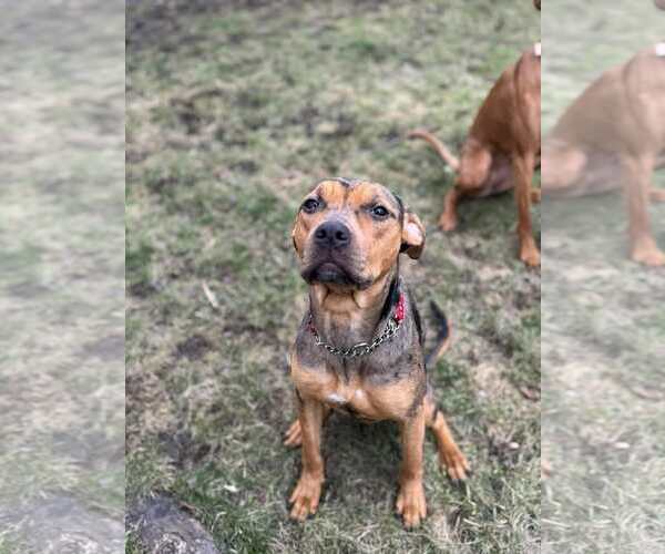 Medium Photo #4 Catahoula Bulldog Puppy For Sale in Oro Medonte, Ontario, Canada