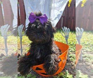 Shih Tzu Puppy for sale in PALM BAY, FL, USA