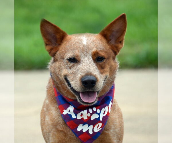 Medium Photo #1 Mutt Puppy For Sale in Gretna, NE, USA