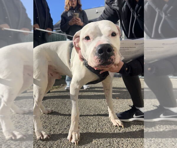 Medium Photo #1 American Pit Bull Terrier-Argentinian Mastiff Mix Puppy For Sale in Brewster, NY, USA