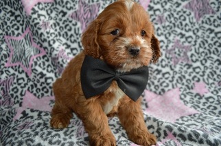 Cocker Spaniel-Poodle (Miniature) Mix Puppy for sale in HONEY BROOK, PA, USA