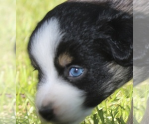 Miniature Australian Shepherd Puppy for sale in EUFAULA, AL, USA