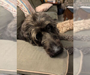 Labradoodle Dogs for adoption in SAINT PAUL, MN, USA
