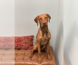 Father of the Vizsla puppies born on 08/12/2022