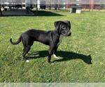 Small American Pit Bull Terrier Mix