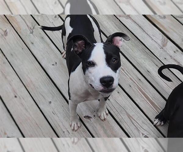 Medium Photo #16 American Pit Bull Terrier-Unknown Mix Puppy For Sale in Murfreesboro, NC, USA