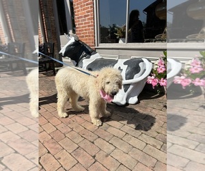 Komondor Puppy for sale in DRESDEN, OH, USA