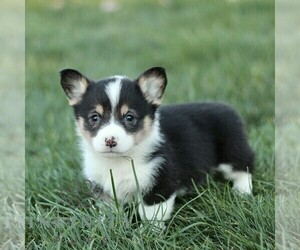 Pembroke Welsh Corgi Puppy for sale in CHRISTIANA, PA, USA